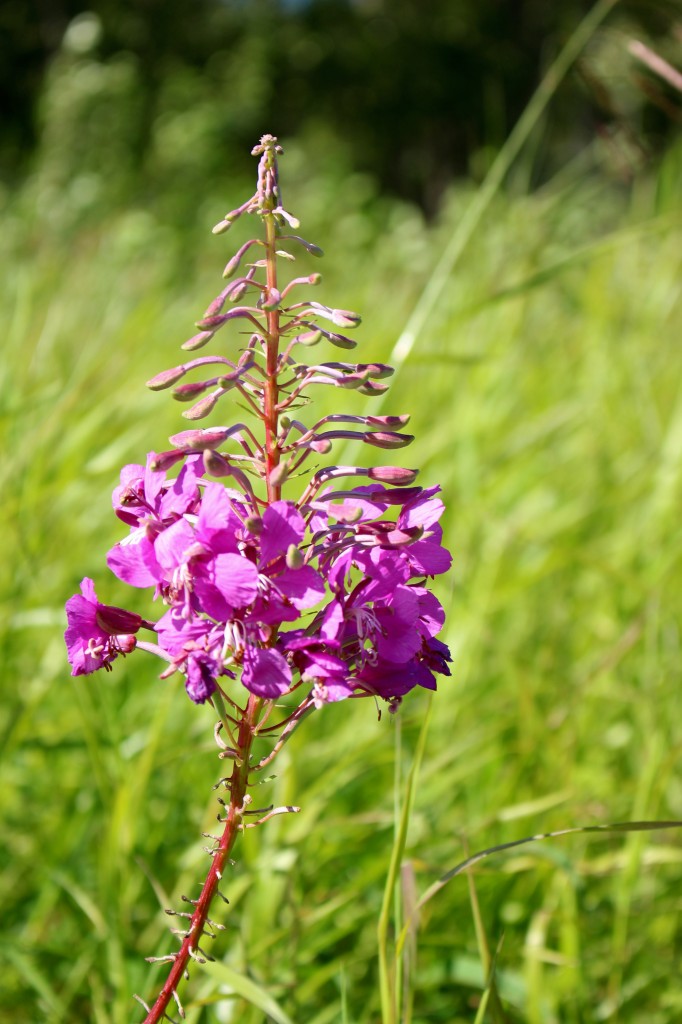 firewood weed