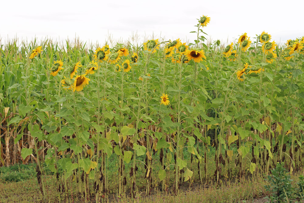 oregon sunflowers