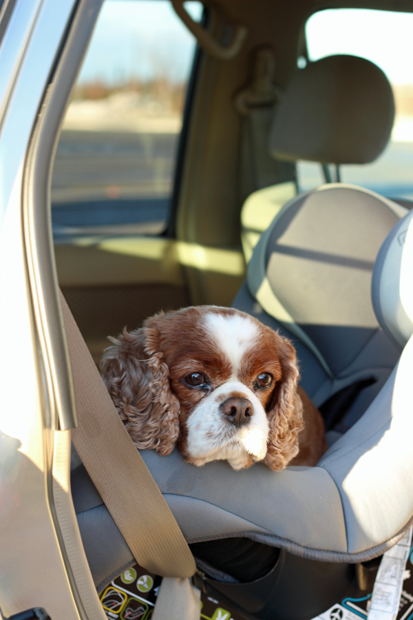 dog in carseat