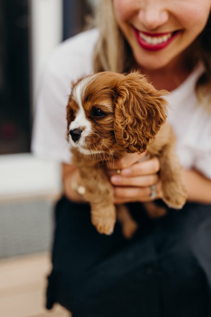 cavalier spaniel puppy