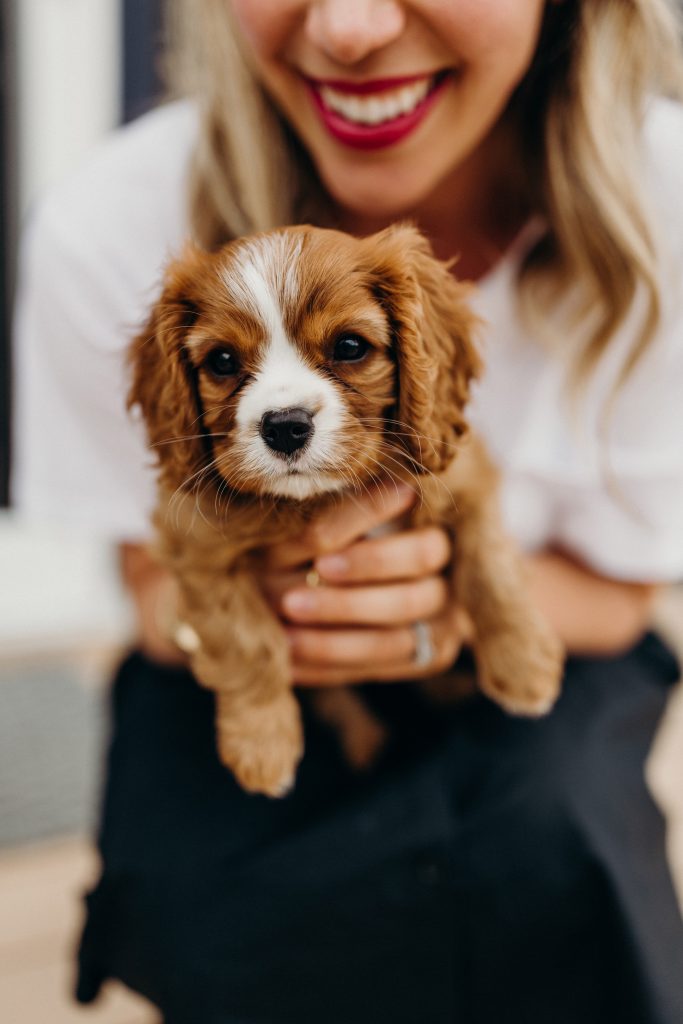 cavalier spaniel puppy