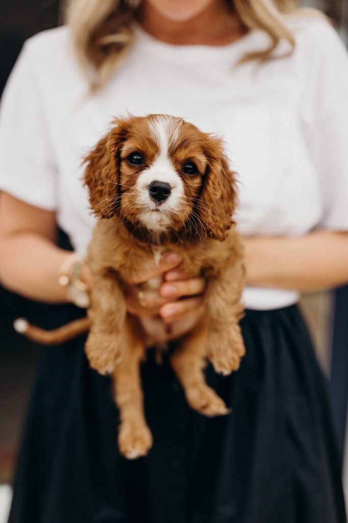 cavalier spaniel puppy