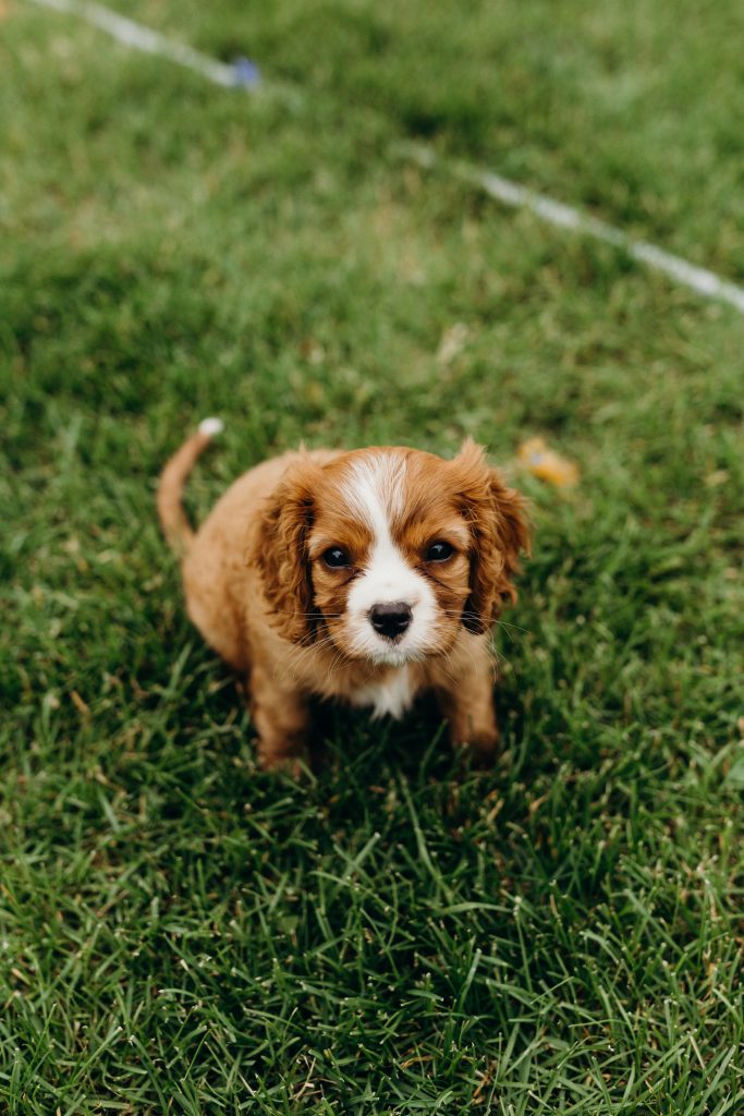 cavalier spaniel puppy