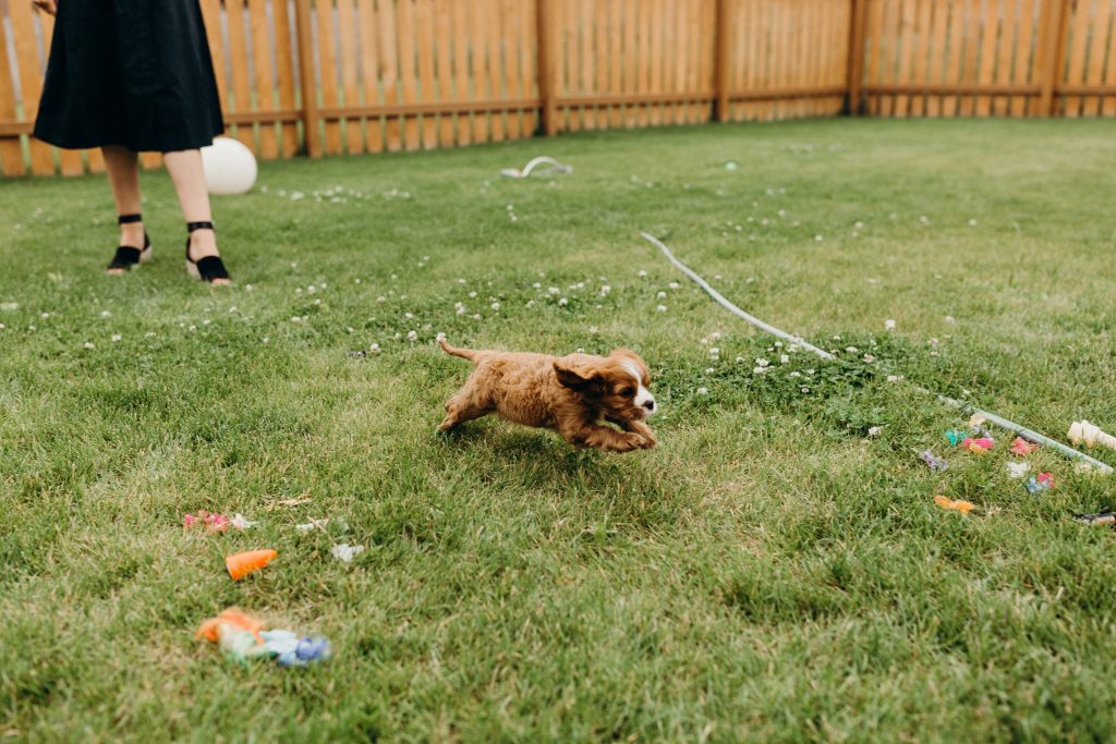 cavalier spaniel puppy