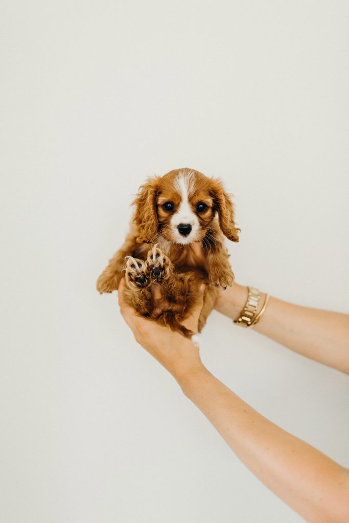 cavalier spaniel puppy