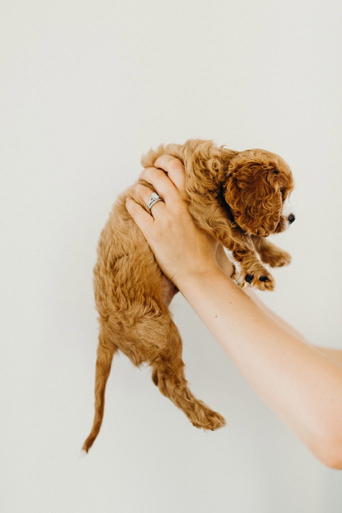 cavalier spaniel puppy