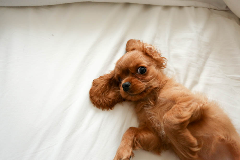 cavalier spaniel puppy